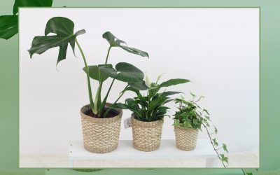 5 alimentos caseros para tus plantas.