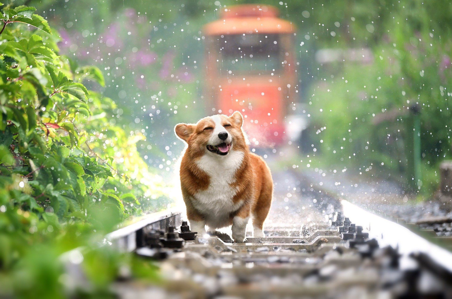 dog-4415649_1920.jpg