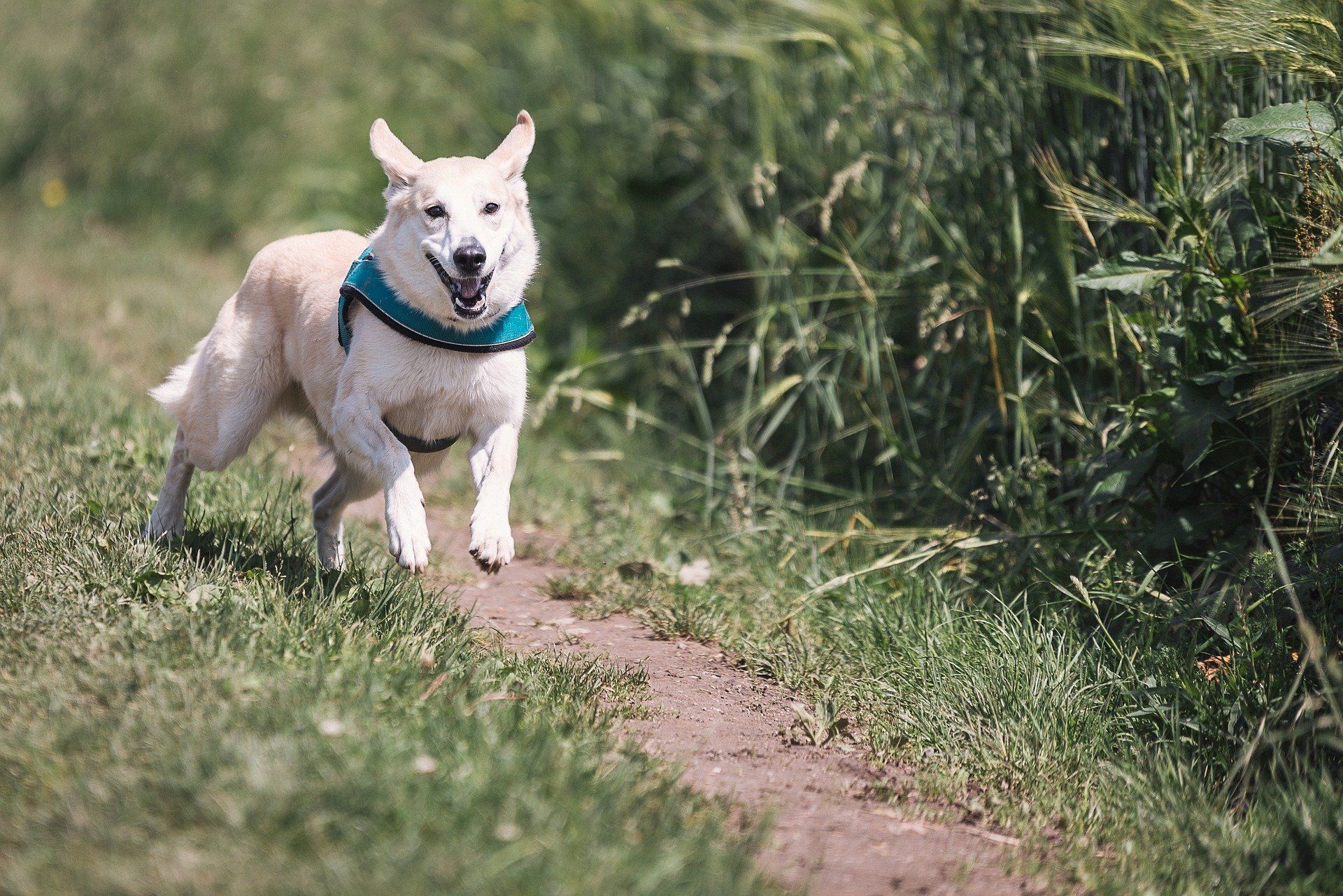 dog-644111_1920.jpg