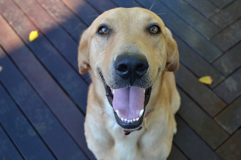 gran-sonrisa-en-perro.jpg
